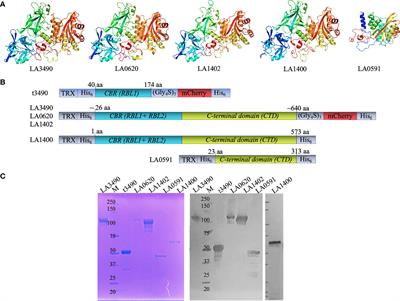 Vaccination With Leptospira interrogans PF07598 Gene Family-Encoded Virulence Modifying Proteins Protects Mice From Severe Leptospirosis and Reduces Bacterial Load in the Liver and Kidney